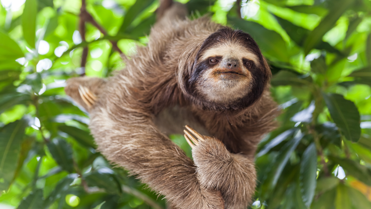 Sloth