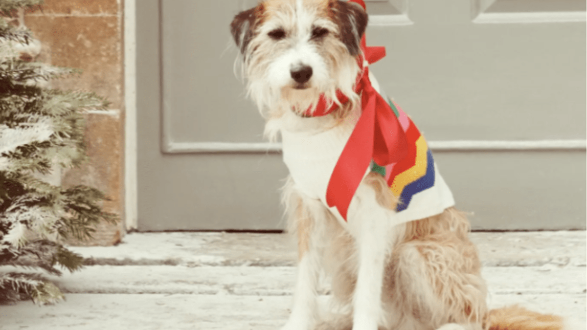 boden dog sweater