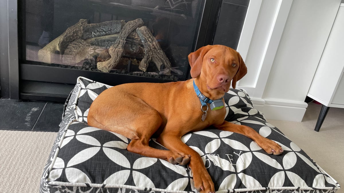 teals vizsla