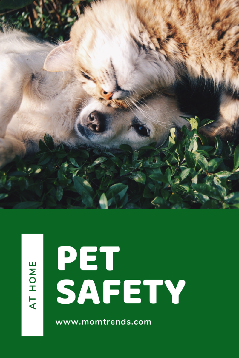 How To Keep Pets Safe In The Home - MomTrends