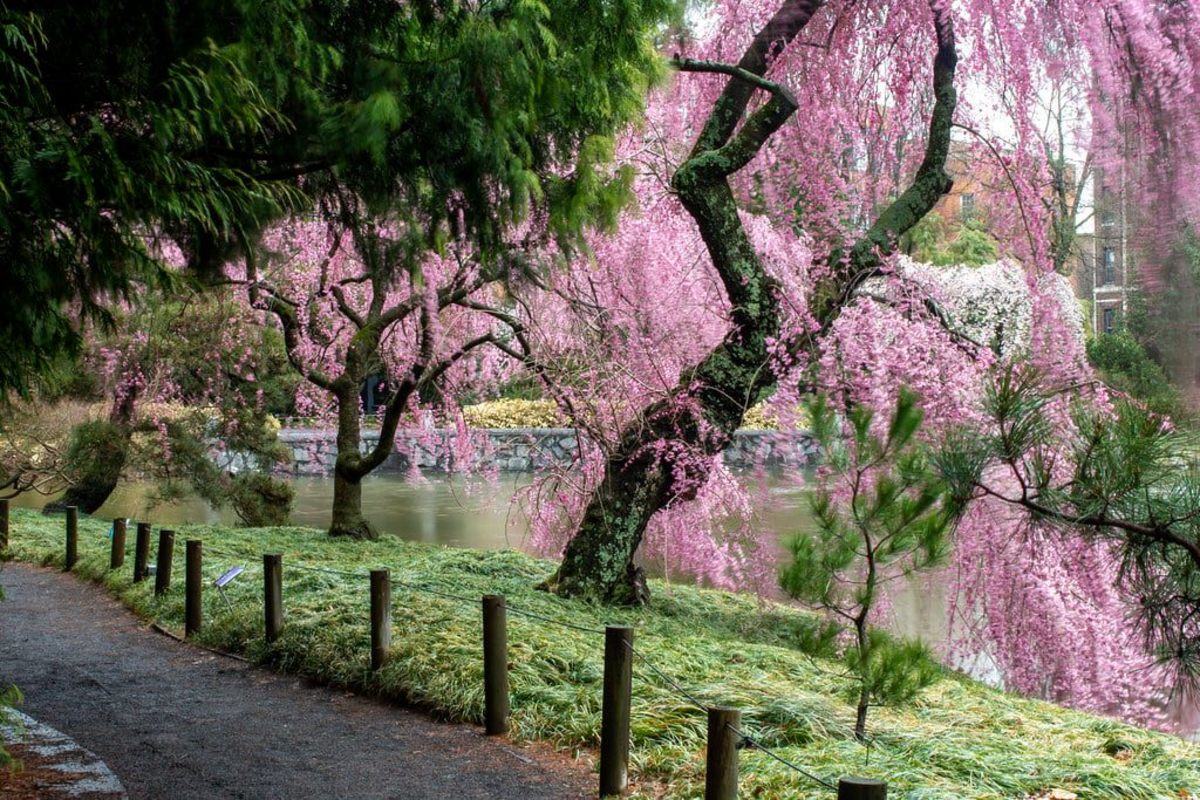 Cherry Blossom Time in Brooklyn - MomTrends